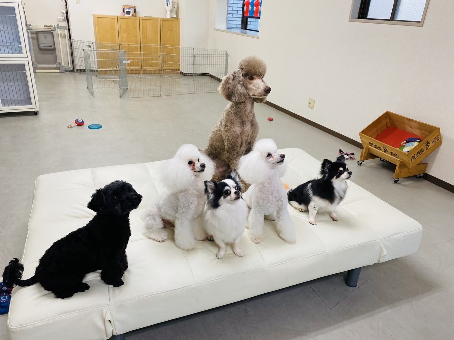 看板犬1